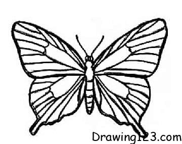 Butterfly Drawing Idea 22 piirustus