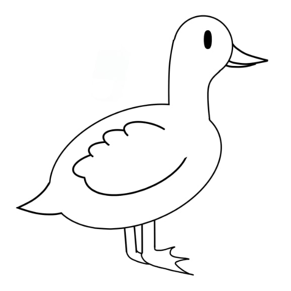 duck-drawing-step-10 piirustus