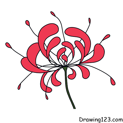 Lycoris-Radiata-drawing-step-5 piirustus