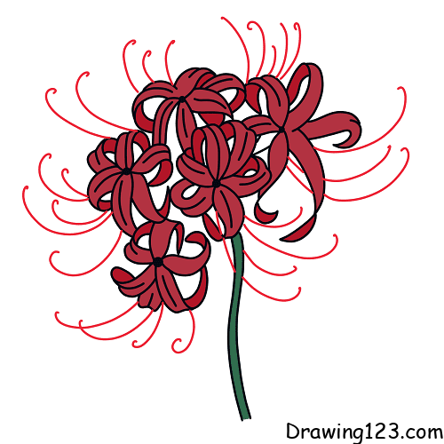 Lycoris Radiata piirustus