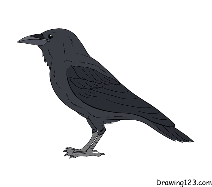 crow-drawing-step-17 piirustus