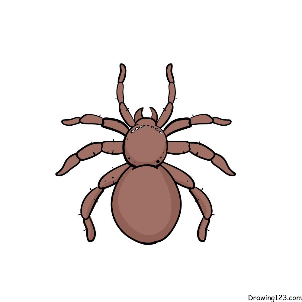 Spider-drawing-step-5 piirustus