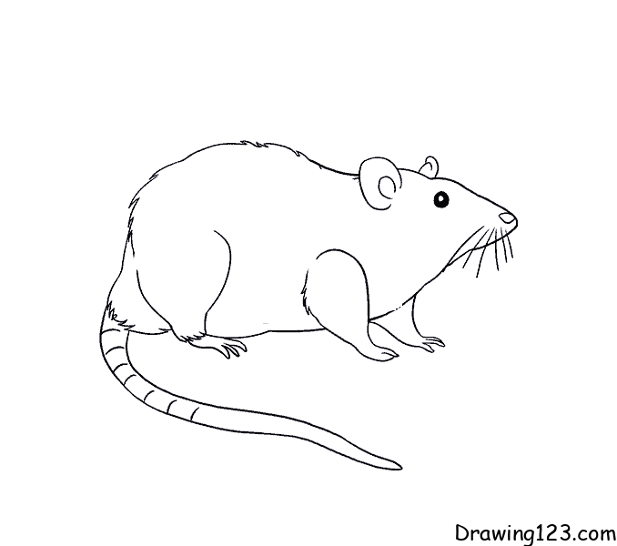 mouse-drawing-step-10 piirustus