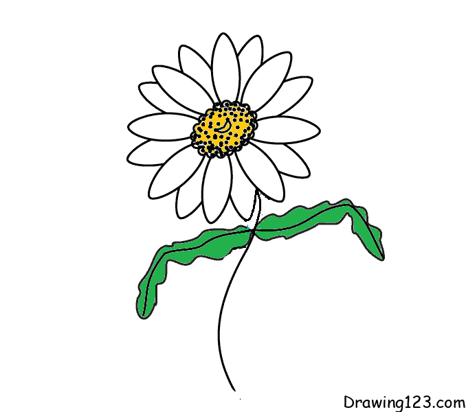 Chrysanthemum-drawing-step-7 piirustus