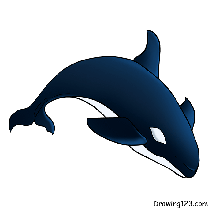 Whale-drawing-step-8 piirustus