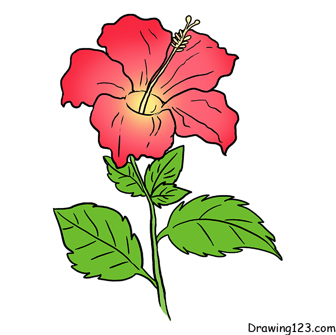 Hibiscus piirustus