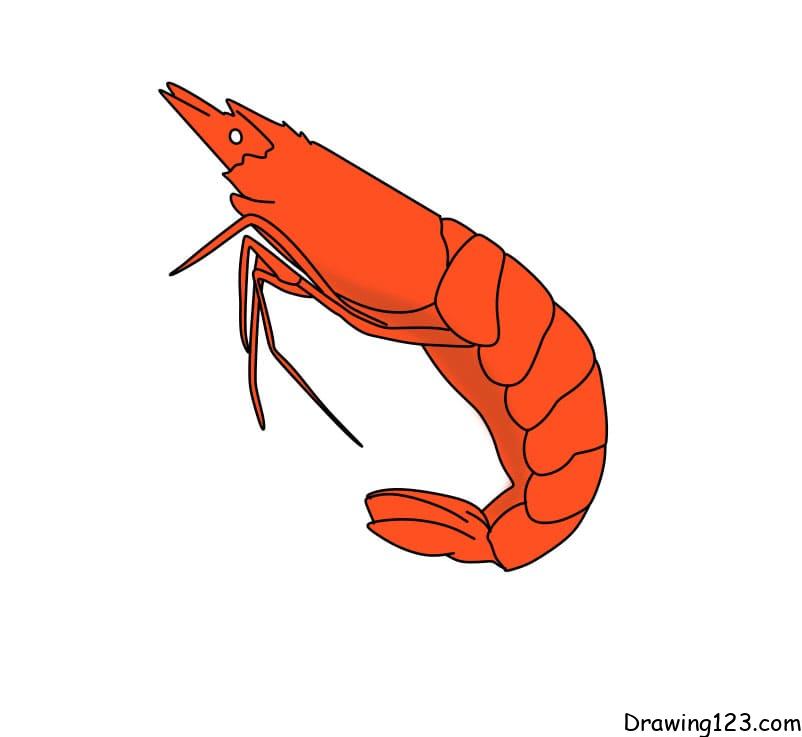 drawing-shrimp-step6-3 piirustus