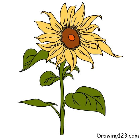 drawing-sunflower-step6-1 piirustus