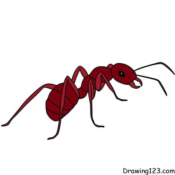 Drawing-an-ants-Step-10-4 piirustus