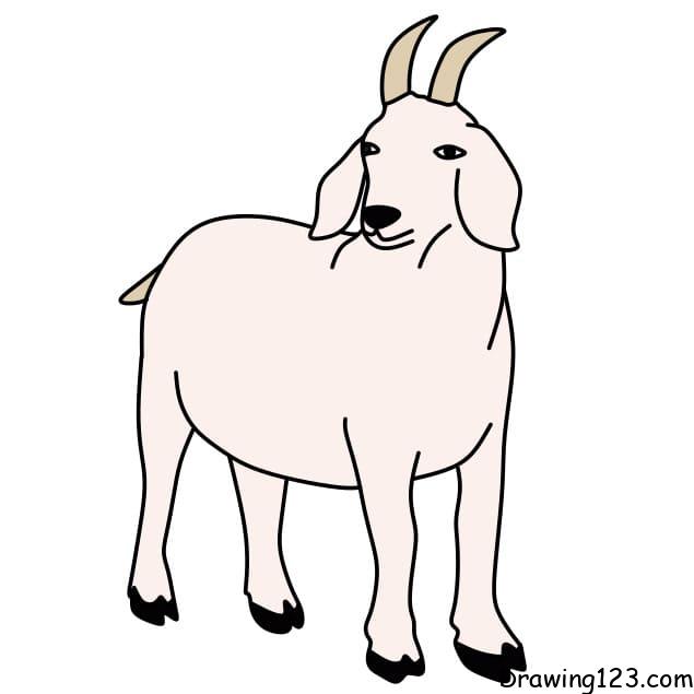 drawing-a-goat-step-11 piirustus