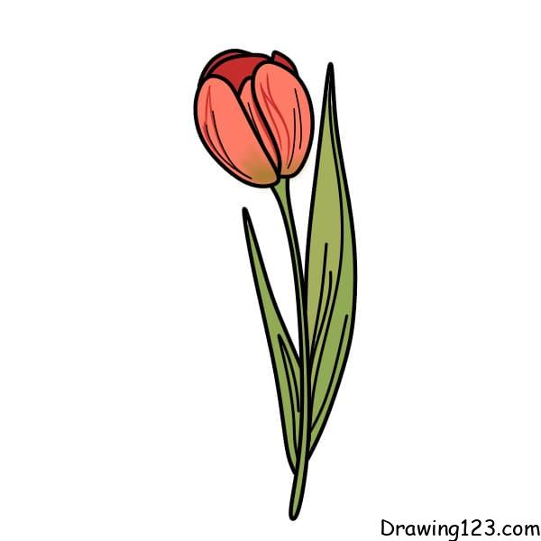 Drawing-Tulips-step-5-5 piirustus