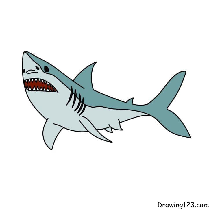 how-to-draw-shark-step-9 piirustus