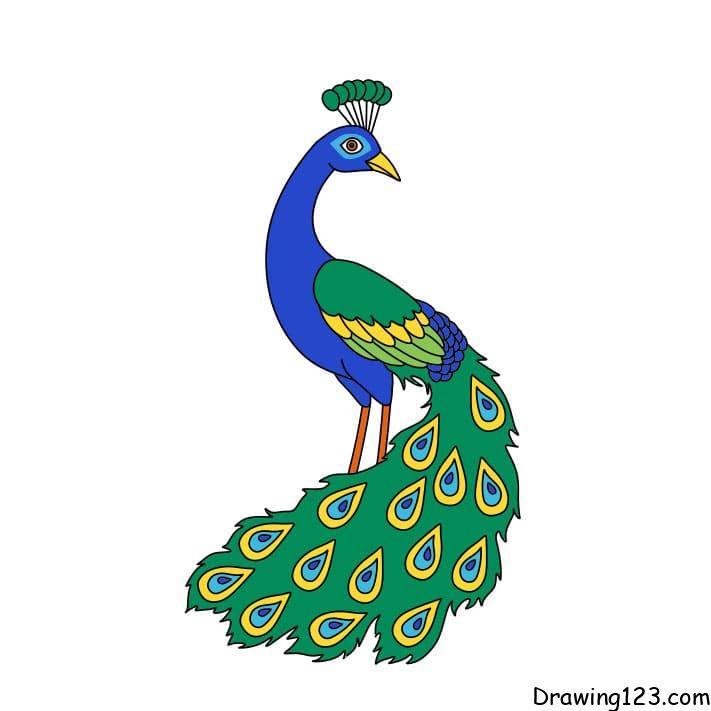 how-to-draw-a-peacock-step-10-11 piirustus