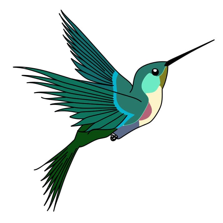 How-to-Draw-a-Hummingbird-Step-8-1 piirustus