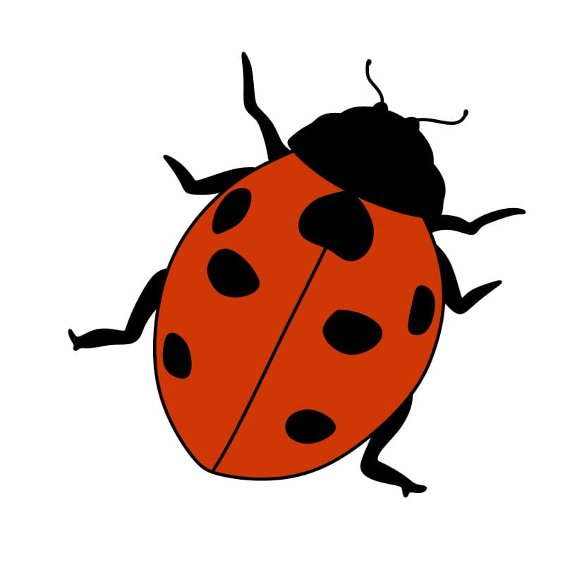 How-to-Draw-a-Ladybug-Step-6-5 piirustus