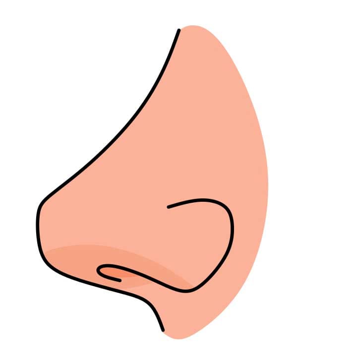 How-to-draw-a-nose-Step-3-3 piirustus